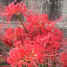 日高とん吉 的头像