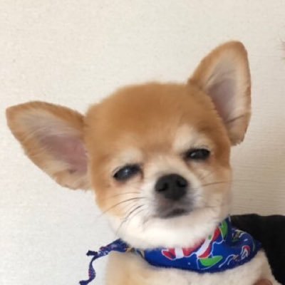 OR_HIROKI's profile picture