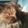 𝓘𝓫𝓻𝓪𝓱𝓲𝓶 𝓐𝔂𝓾𝓫 𝓚𝓱𝓪𝓷's profile picture
