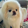 SOY's profile picture