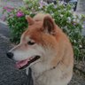 ともりん profil fotoğrafı