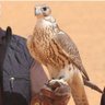 مسير العازمي profil fotoğrafı