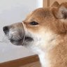 podinger 的头像