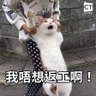 龍佬 profil fotoğrafı