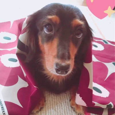 yu_ka_han's profile picture