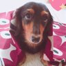 ゆかはん's profile picture