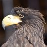あん🦅 profil fotoğrafı