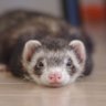 GreyPanz's profile picture