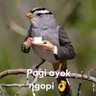 Doles's profile picture