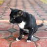 kittibodee profil fotoğrafı
