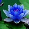 Фото профиля neroz123