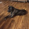baxter2014 profil fotoğrafı