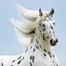 Фото профиля Khaled
