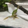 スコッチ 的头像