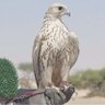 Shehana ♥️🇦🇪 的头像