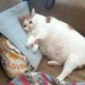 La memé ♡ profil fotoğrafı