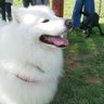 spinel's profile picture