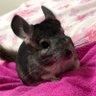 🐭まめな🐭 的头像
