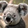 Profilbild von pako