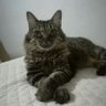 Carlos Cataño monsalve's profile picture