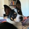 Tarasauras's profile picture