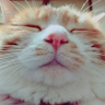 ジボ profil fotoğrafı