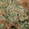 大麻吸いたいbot profil fotoğrafı