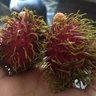 Profilbild von Hairy Balls