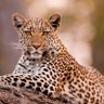 Denton Mukwi profil fotoğrafı