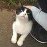 Фото профиля 明日からがんばります