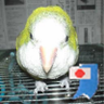 @ぴいこ's profile picture