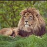 Profilbild von R P G