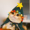 Фото профиля Cat Wiztard