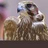 صقر العوالي's profile picture