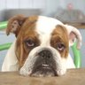 Borcok🐶Came profil fotoğrafı