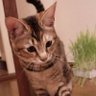 ワテんや's profile picture