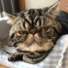 🧡けつねうどん🍊 profil fotoğrafı