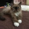 Herman Tanjung's profile picture