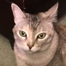 Observer Cat's profile picture