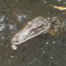 Gator guy profil fotoğrafı