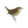Wren profil fotoğrafı