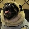 The Pug 的头像
