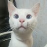 El Gato Fisgon 的头像