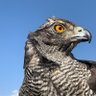 ycel93 profil fotoğrafı