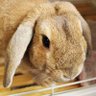 Фото профиля ジャックのつぶやき🐰
