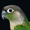 Bird Is The Word 的头像
