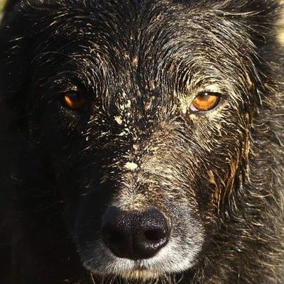 shepherd__jo's profile picture