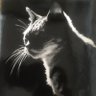 kazu profil fotoğrafı
