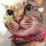 azuki bean 的头像