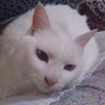 Фото профиля シスイ猫